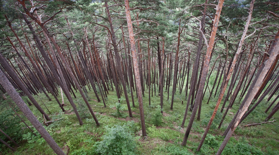 Evolución de las masas forestales de pino silvestre