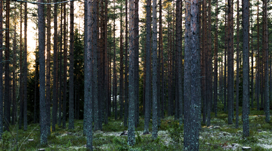 Retos que enfrenta el pino silvestre