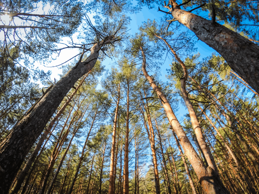 En Tarimas Toledo llevamos años fabricando tarimas de madera exterior pensadas para resistir el paso del tiempo sin renunciar al diseño.