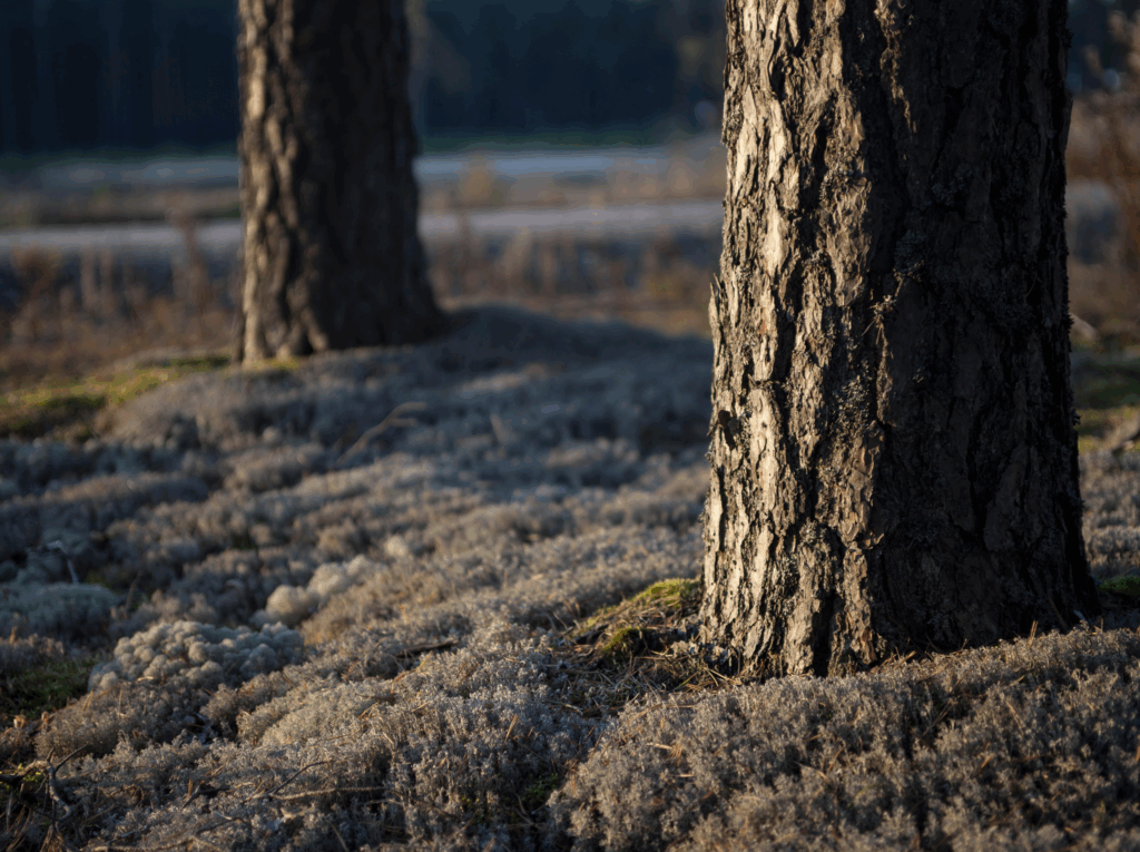 madera es el material más verde
