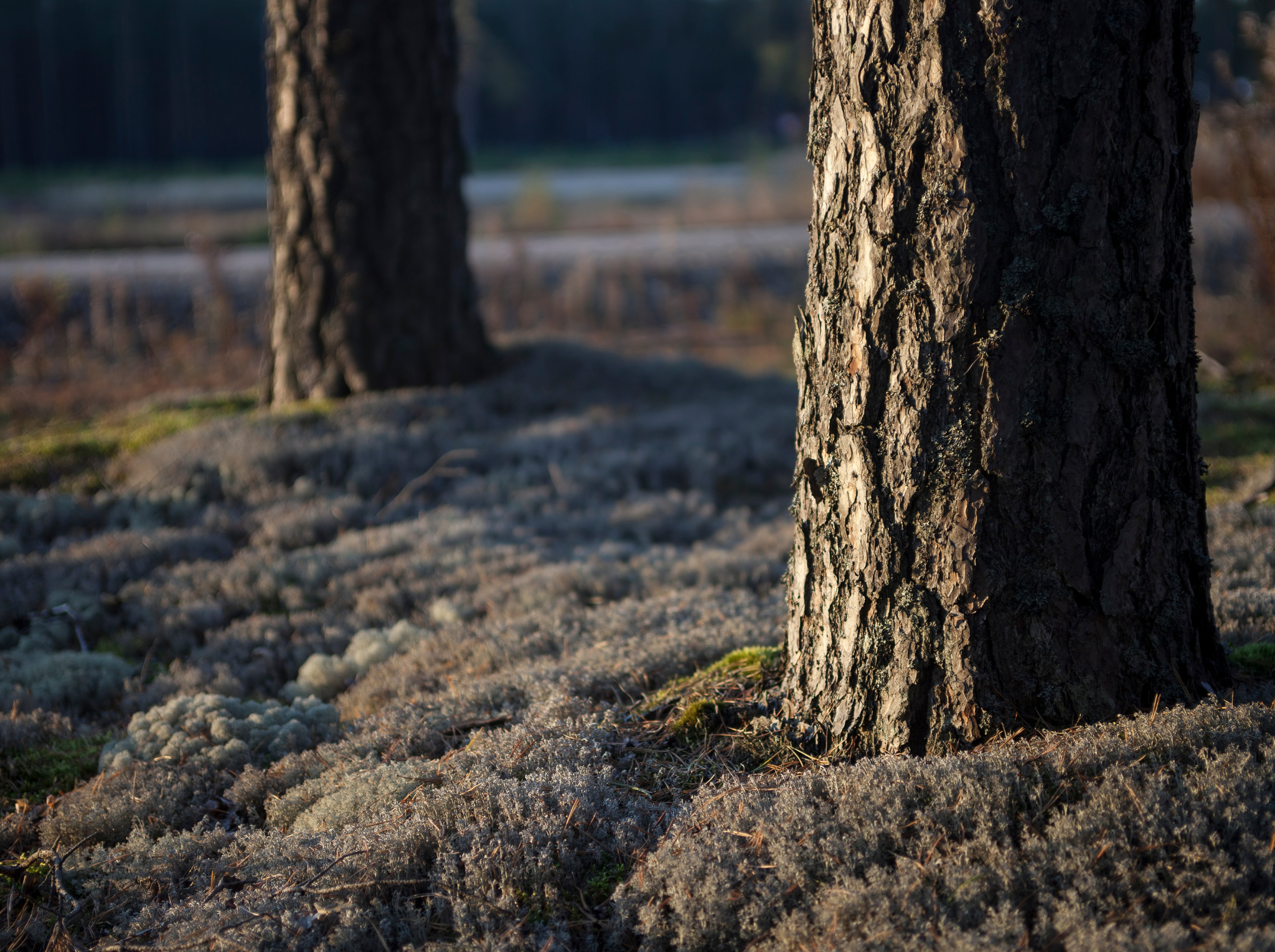 madera es el material más verde
