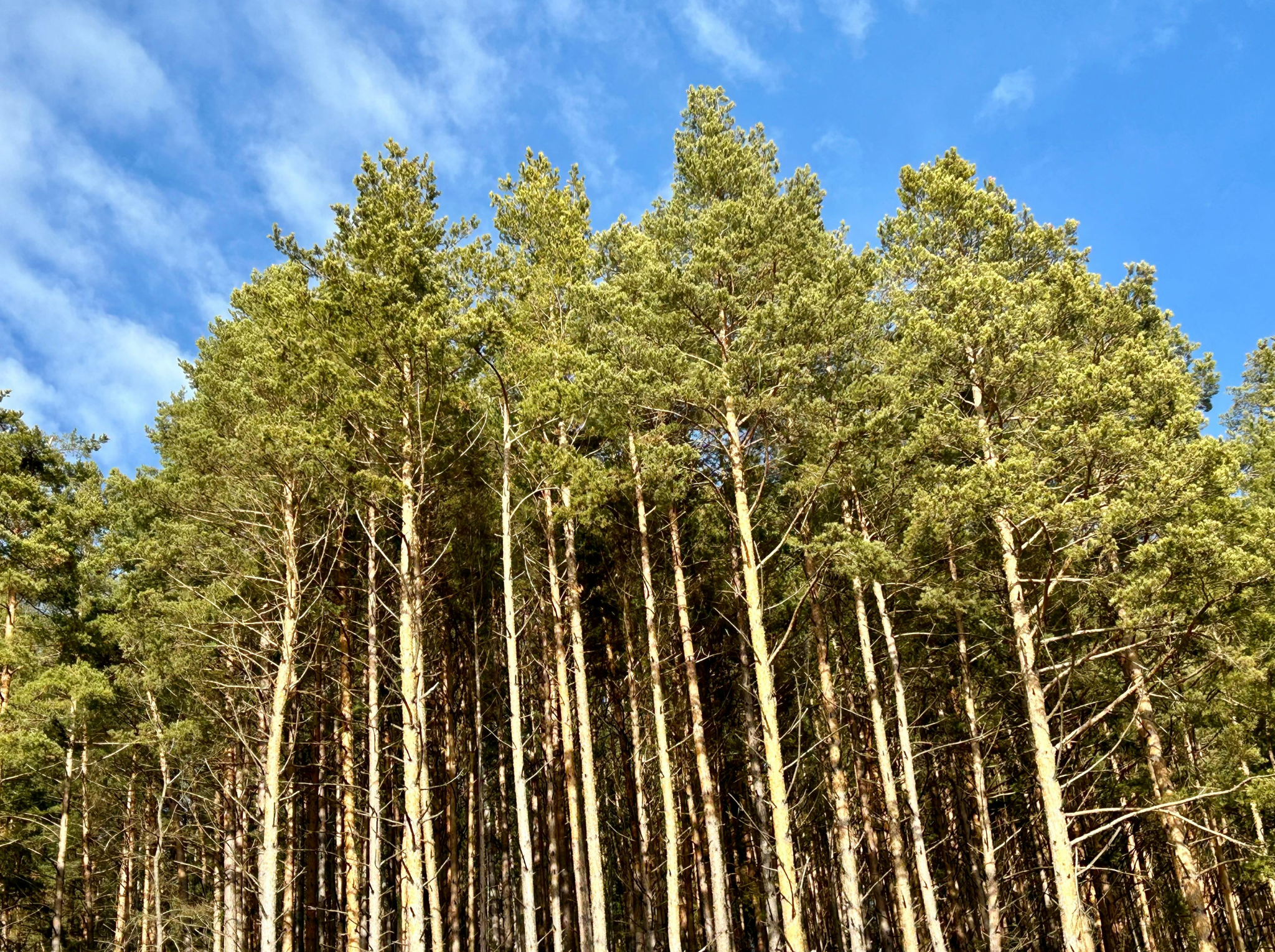 Evolución de los montes de coníferas en España