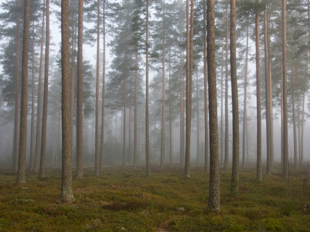 Evolución de los montes de coníferas en España: datos del Inventario Forestal Nacional