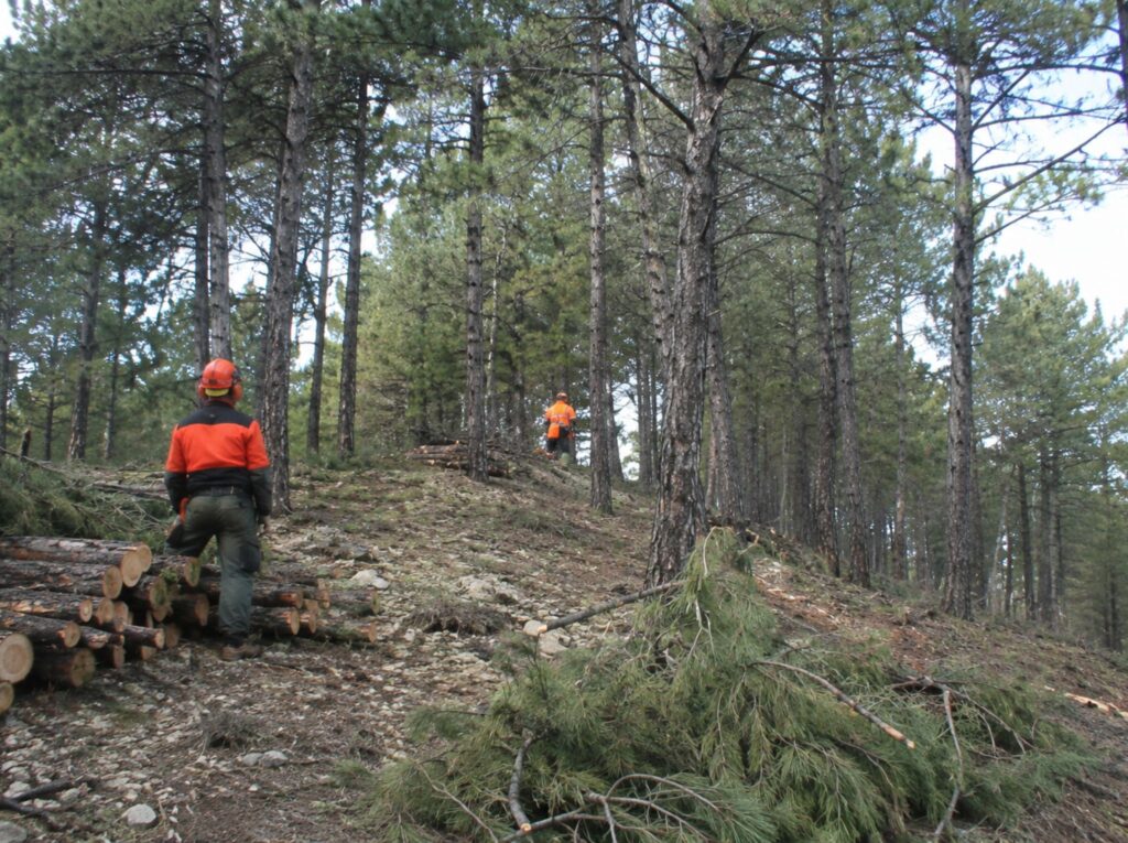 gestion forestalpino silvestre