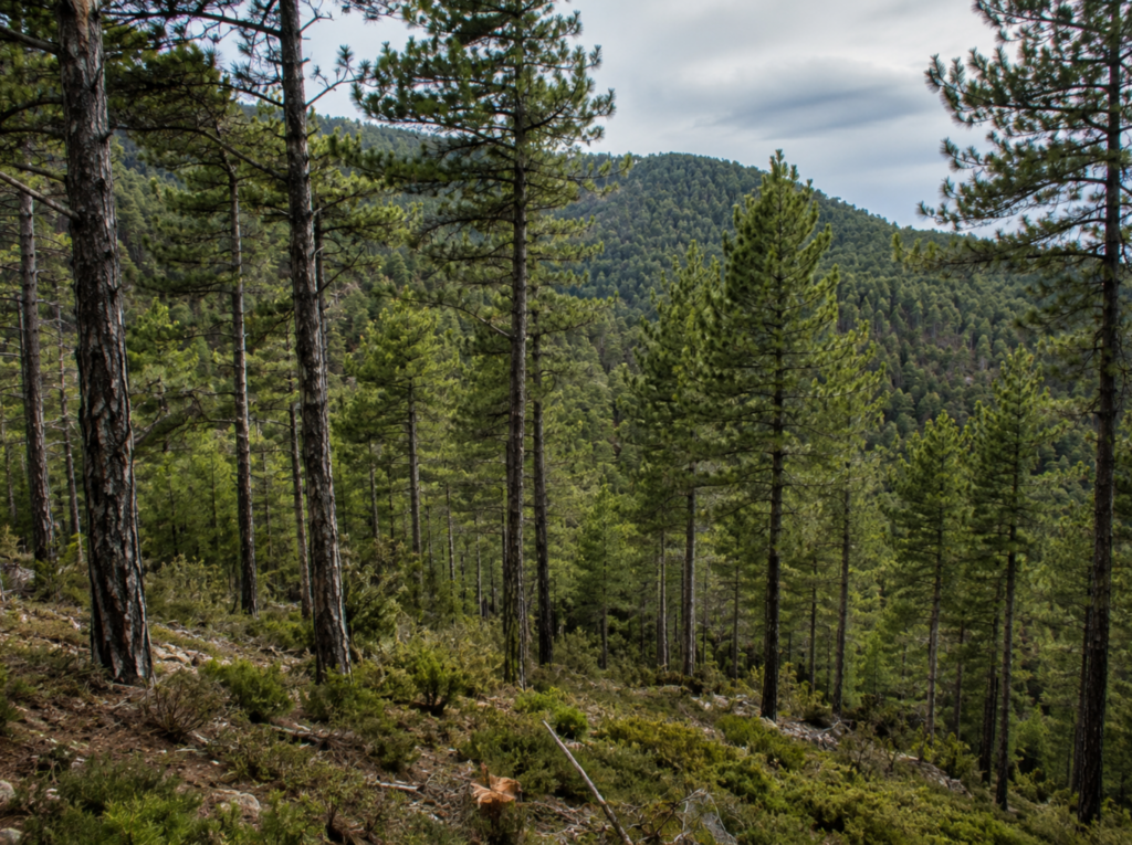Gestión forestal sostenible