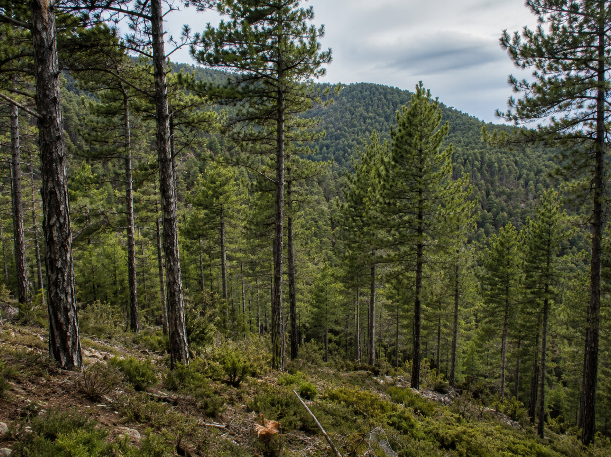 Gestión forestal sostenible